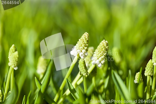 Image of Background of colourful vivid summer flowers