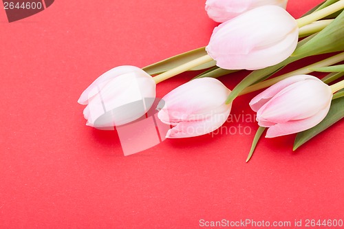 Image of Spring background of dainty pink tulips