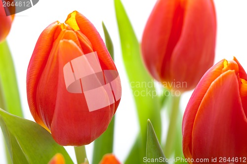 Image of Beautiful fresh red tulips for a loved one