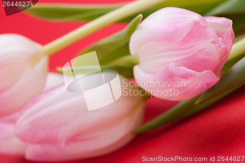 Image of Spring background of dainty pink tulips