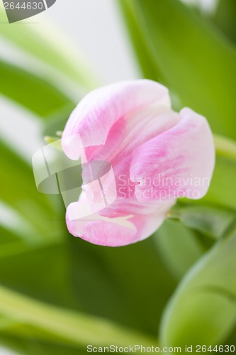 Image of Spring background of dainty pink tulips