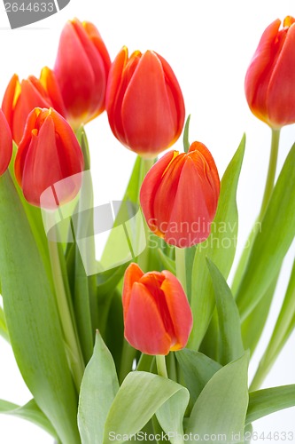 Image of Beautiful fresh red tulips for a loved one