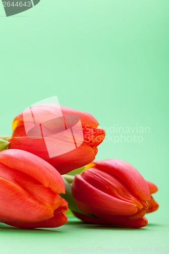 Image of Beautiful fresh red tulips for a loved one