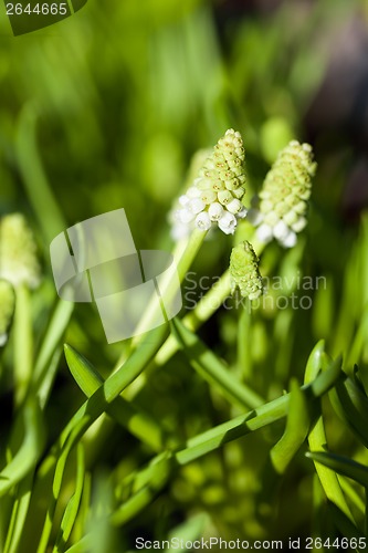 Image of Background of colourful vivid summer flowers