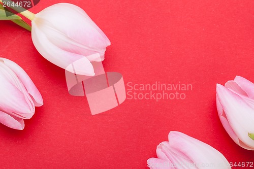 Image of Spring background of dainty pink tulips