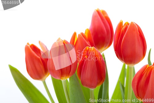 Image of Beautiful fresh red tulips for a loved one