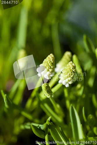 Image of Background of colourful vivid summer flowers