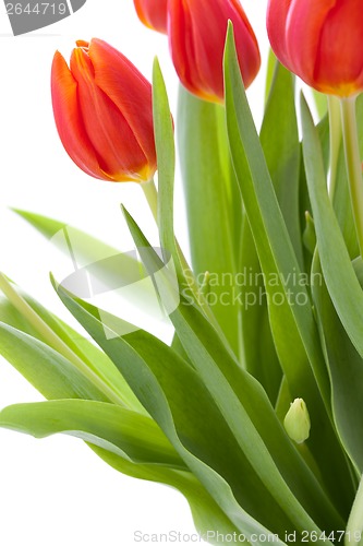 Image of Beautiful fresh red tulips for a loved one