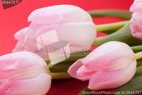 Image of Spring background of dainty pink tulips