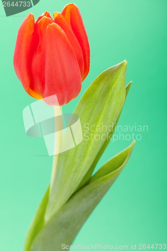 Image of Beautiful fresh red tulips for a loved one