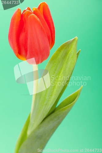 Image of Beautiful fresh red tulips for a loved one