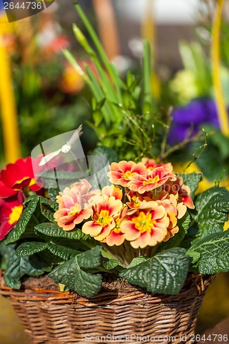 Image of Background of colourful vivid summer flowers