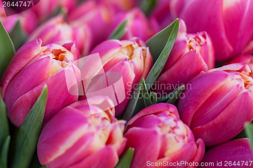 Image of Background of colourful vivid summer flowers