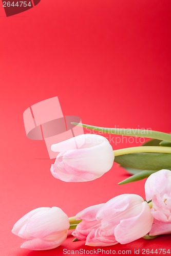 Image of Spring background of dainty pink tulips