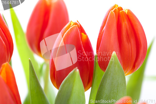 Image of Beautiful fresh red tulips for a loved one