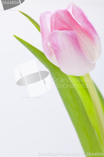 Image of Spring background of dainty pink tulips