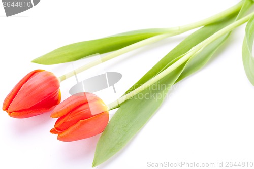 Image of Beautiful fresh red tulips for a loved one