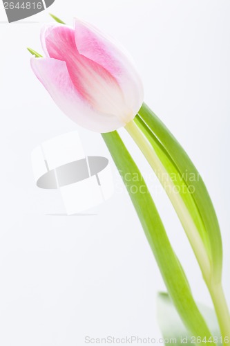 Image of Spring background of dainty pink tulips