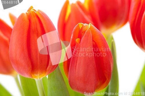 Image of Beautiful fresh red tulips for a loved one