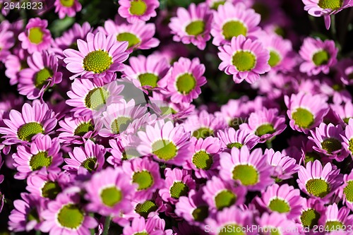 Image of Background of colourful vivid summer flowers