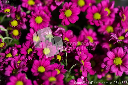 Image of Background of colourful vivid summer flowers
