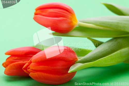 Image of Beautiful fresh red tulips for a loved one