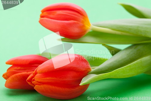 Image of Beautiful fresh red tulips for a loved one