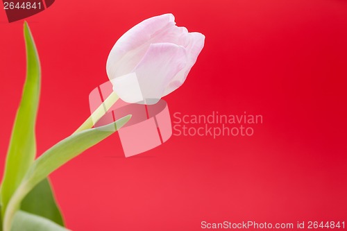 Image of Spring background of dainty pink tulips