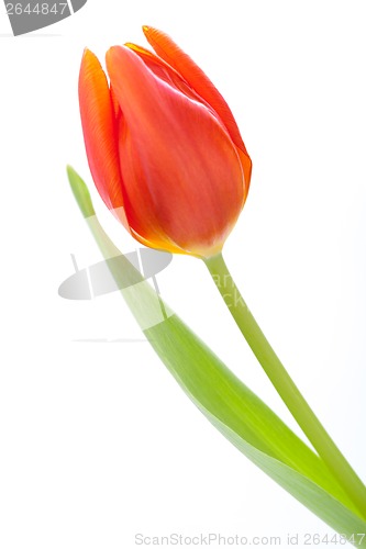 Image of Beautiful fresh red tulips for a loved one