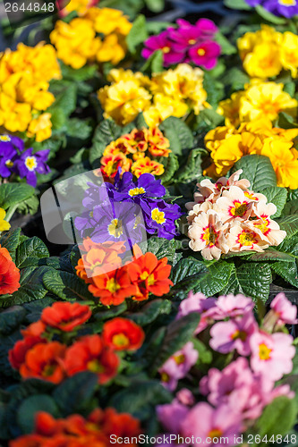 Image of Background of colourful vivid summer flowers