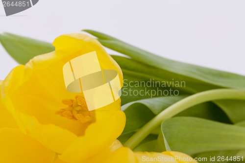 Image of Bunch of cheerful yellow tulips