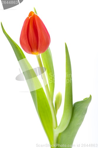 Image of Beautiful fresh red tulips for a loved one