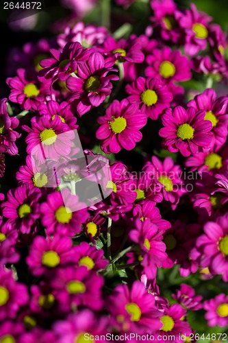 Image of Background of colourful vivid summer flowers