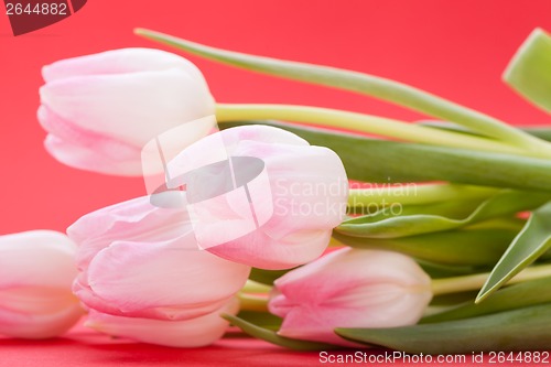 Image of Spring background of dainty pink tulips