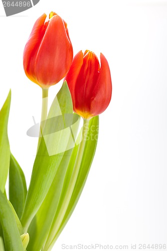 Image of Beautiful fresh red tulips for a loved one