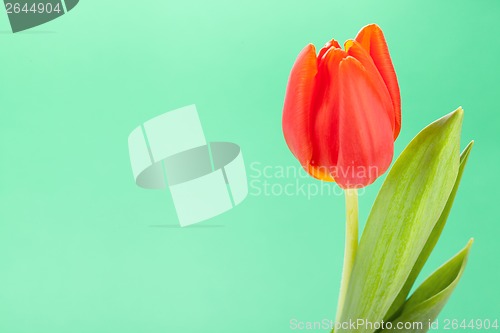 Image of Beautiful fresh red tulips for a loved one