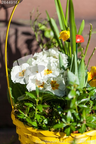 Image of Background of colourful vivid summer flowers