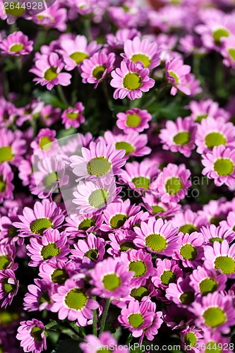 Image of Background of colourful vivid summer flowers