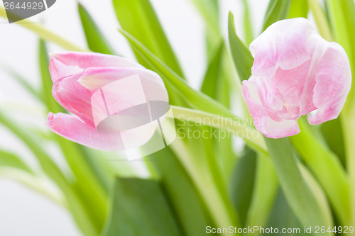 Image of Spring background of dainty pink tulips