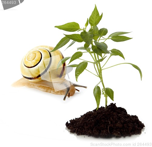 Image of snail