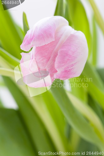 Image of Spring background of dainty pink tulips