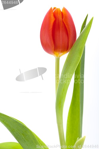 Image of Beautiful fresh red tulips for a loved one