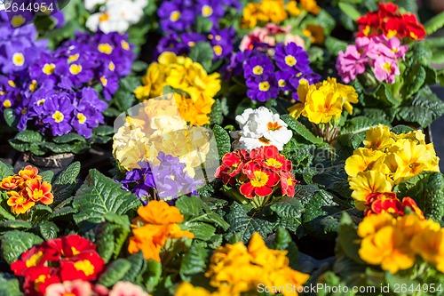 Image of Background of colourful vivid summer flowers