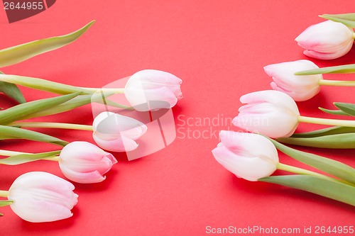 Image of Spring background of dainty pink tulips