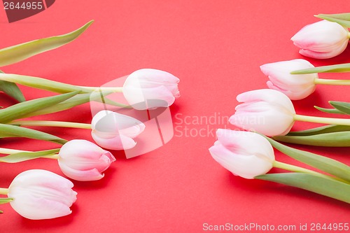 Image of Spring background of dainty pink tulips