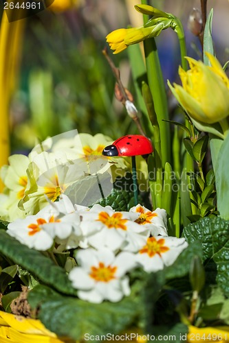 Image of Background of colourful vivid summer flowers