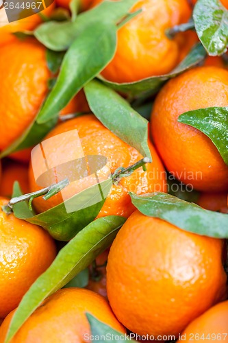 Image of Background of fresh tangerines or clementines