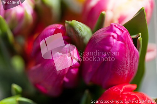 Image of Background of colourful vivid summer flowers