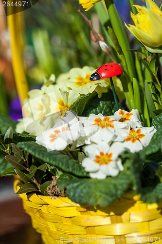 Image of Background of colourful vivid summer flowers