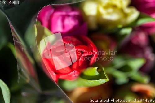 Image of Background of colourful vivid summer flowers